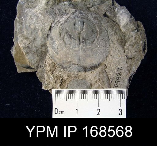 Orthotetes chemungensis pandora