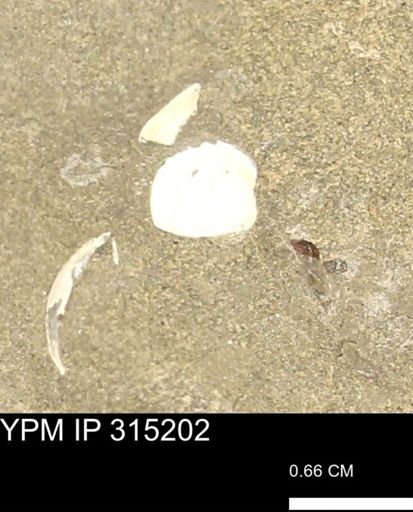 undet. Bivalvia