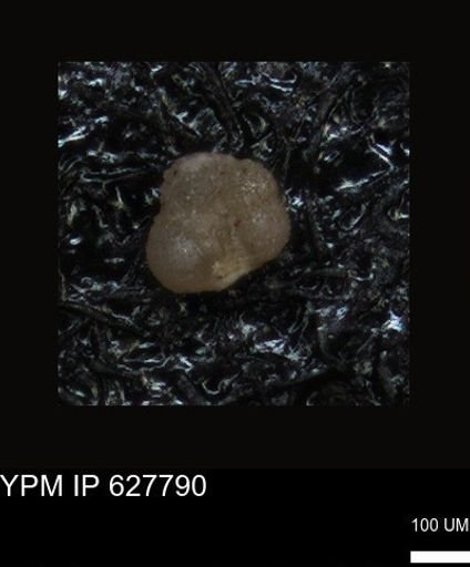 undet. Foraminiferida