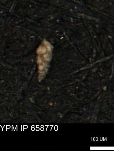 Verneuilinoides kansasensis