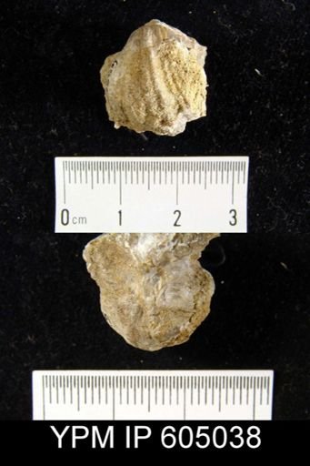 Lepidocyclus capax