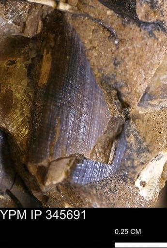 Limopsis striatopunctatus