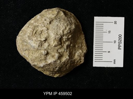 Echinoconchus moorei