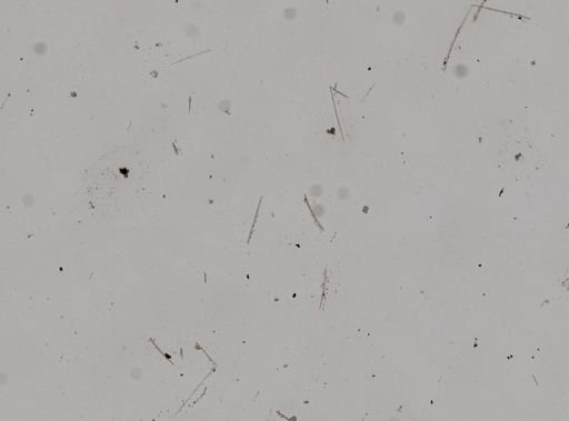 Clathria (Microciona)