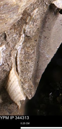 undet. Bivalvia