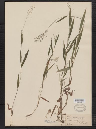 Panicum boreale