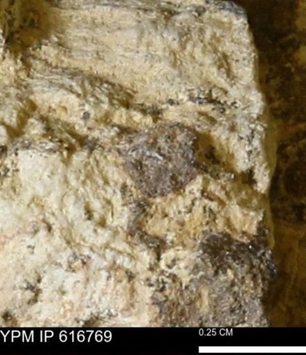 Teredo sp.