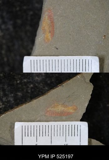 undet. Arthropoda