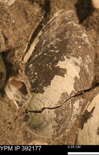 Protocardia sp.