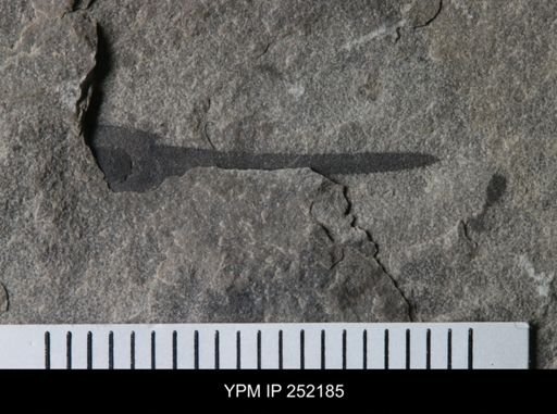 undet. Eurypterida