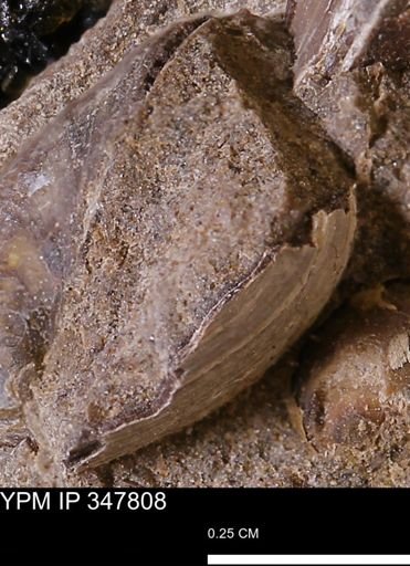 undet. Bivalvia