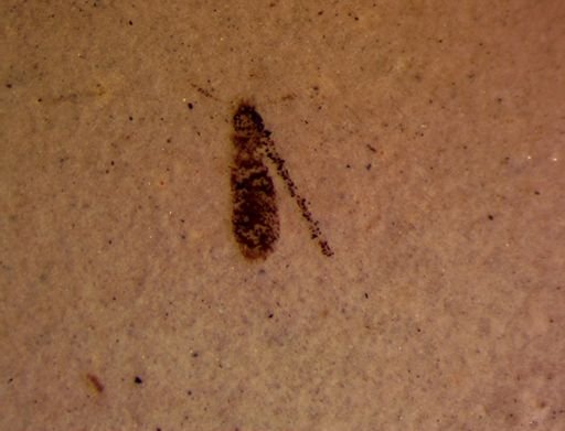 Staphylinidae?