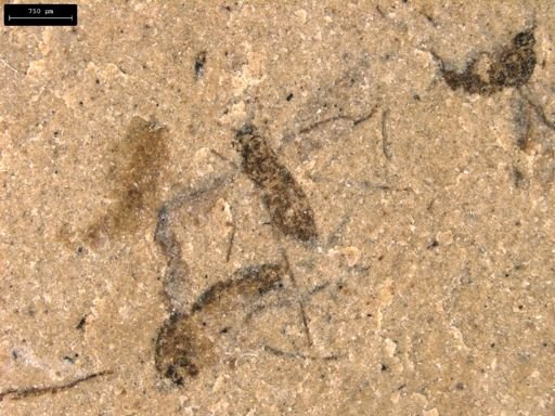 taxon undetermined
