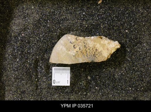 Sphenodiscus sp.