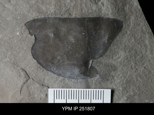 undet. Eurypterida