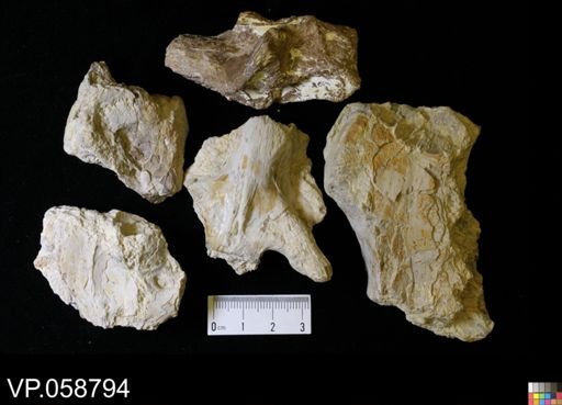 undet. Actinopterygii