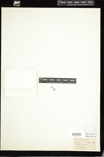 Gymnogongrus torreyi