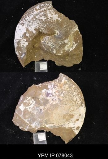 undet. Sphenodiscidae