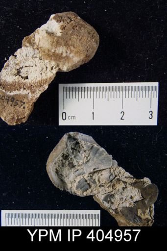 Uncinulus sp.
