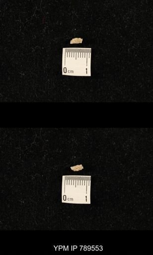 undet. Bryozoa