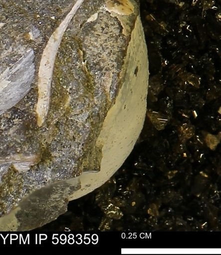 Limopsis striatopunctatus