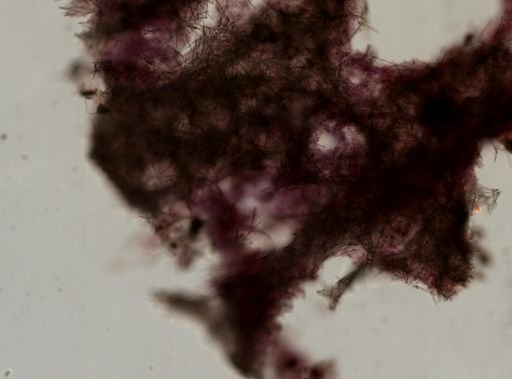 Lissodendoryx noxiosa