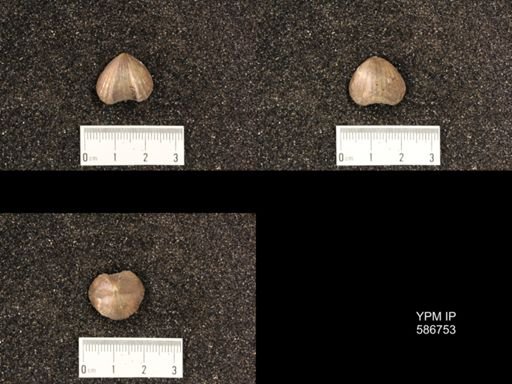Rhynchotrema capax