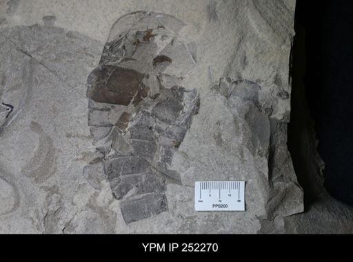 Eurypterus sp.