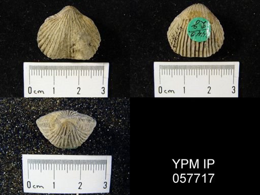 Anastrophia verneuili