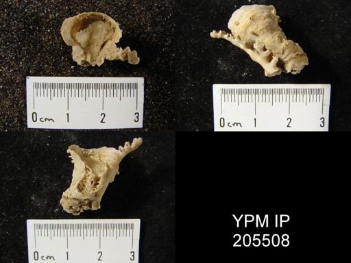 Hercosia sp.