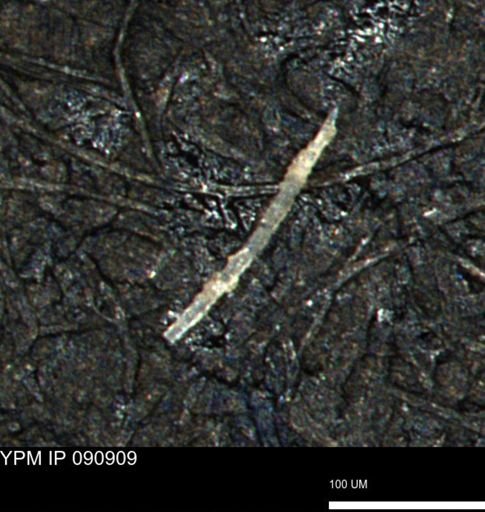 Porifera