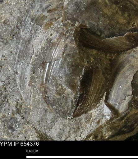 Lingula