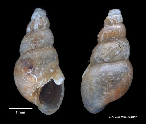 Aclis striata