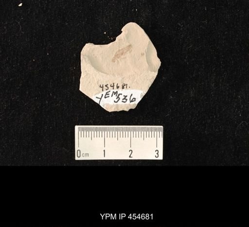 undet. Ephemeroptera
