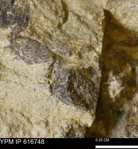 Teredo sp.