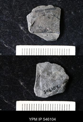 undet. Eurypterida