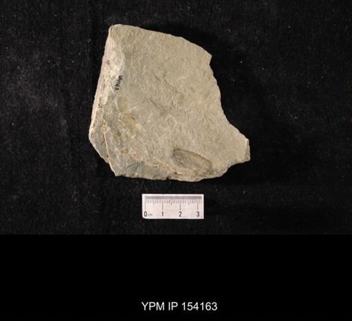 Lingulella sp.