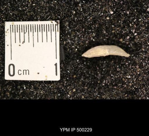 Mesolobus mesolobus decipiens