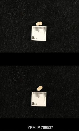 undet. Bryozoa