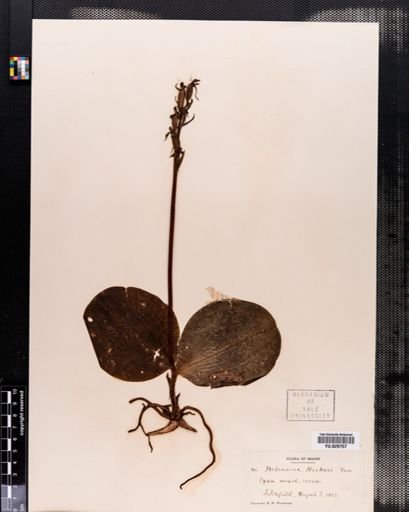 Habenaria