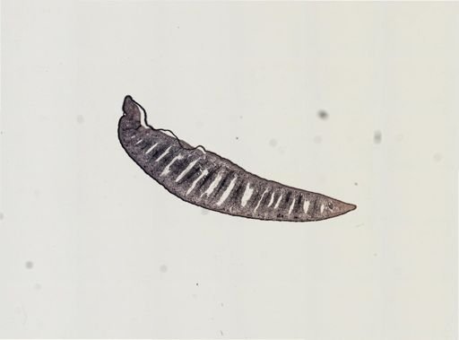 Foviella