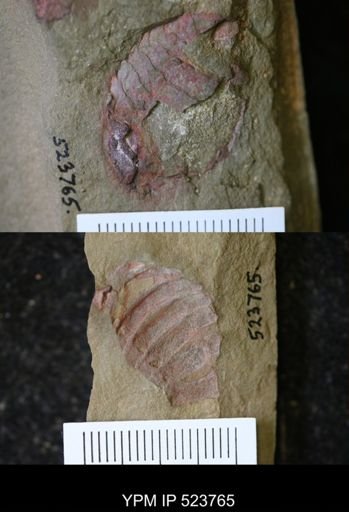 Aglaspida?