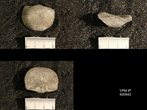 Dinorthis retrorsa