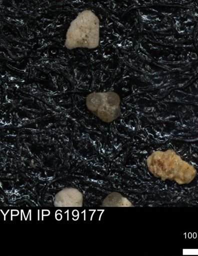 undet. Foraminiferida