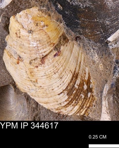 Limopsis striatopunctatus