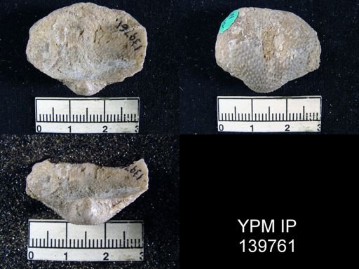 Productus (Waagenoconcha) humboldti