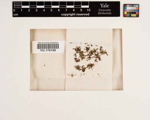 Plantae