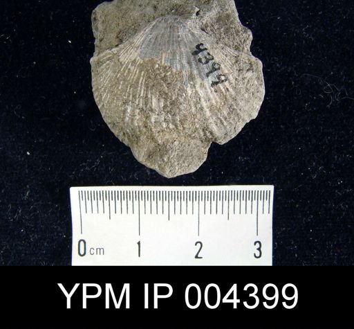 undet. Brachiopoda