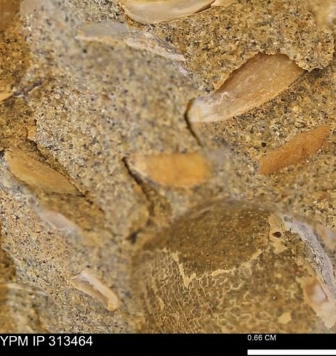 Corbicula