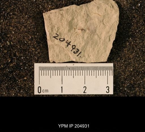 Dichentomum tinctum